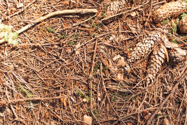 Cost of Pine Needles Removal in Bossier City