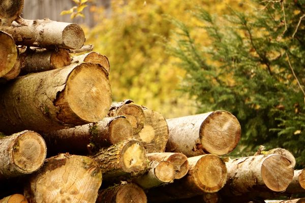 Wood Pile Removal in Bossier City