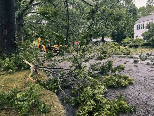 Tree Branch Disposal in Bossier City