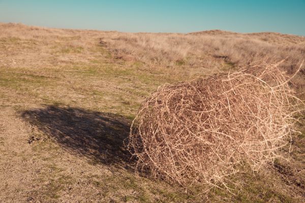 Tumbleweed Removal in Bossier City