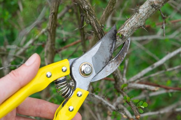 Limbs Removal in Bossier City