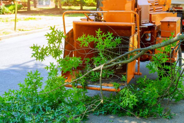 Tree Branches Removal in Bossier City