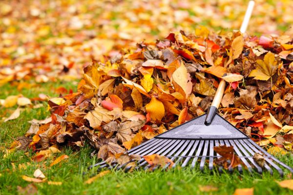 Yard Leaf Removal in Bossier City