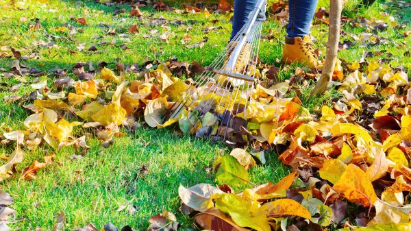 Lawn Cleanup Service in Bossier City