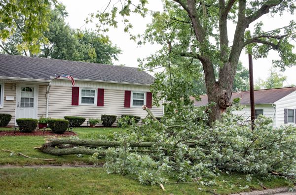 Fallen Branch Removal in Bossier City