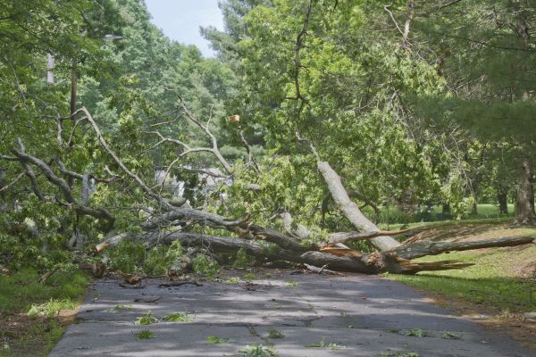 Tree Debris Removal in Bossier City